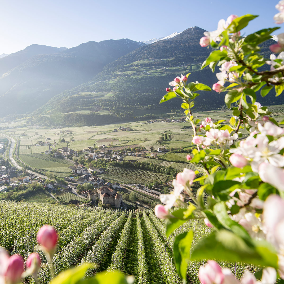 Festival der Königinnen Blütenfest auf dem Apfelhochplateau Natz Schabs