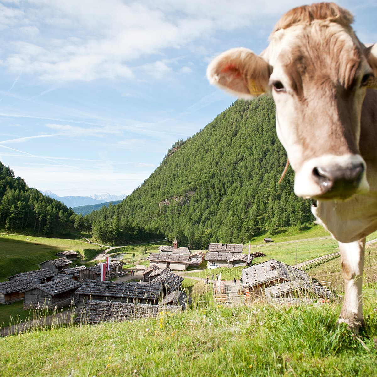 historische Almdorf Fane Alm Wanderziel im Südtirol