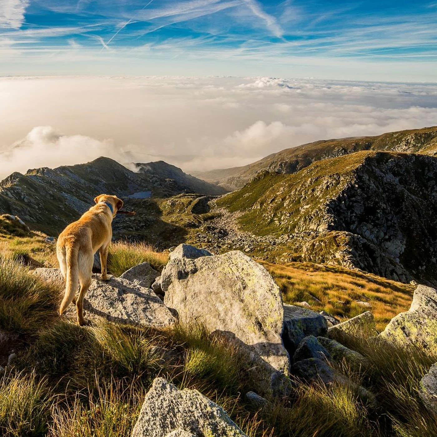 Urlaub mit Hund in Südtirol Meransen Dolomiten (1)
