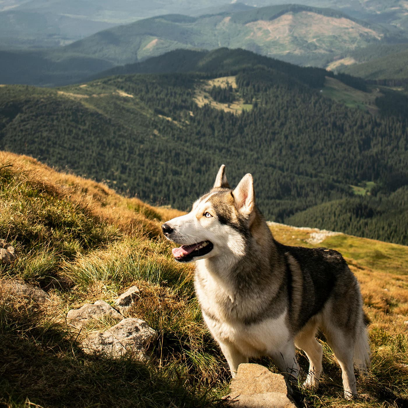 Urlaub mit Hund in Südtirol Meransen Dolomiten (3)