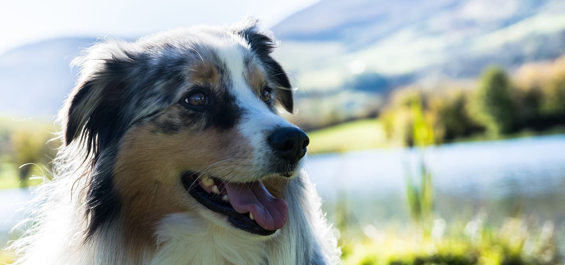 Urlaub mit Hund in Südtirol Meransen Dolomiten (3)